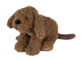 E642B76E_133870 Labradoodle Larry no. 1_1.jpg