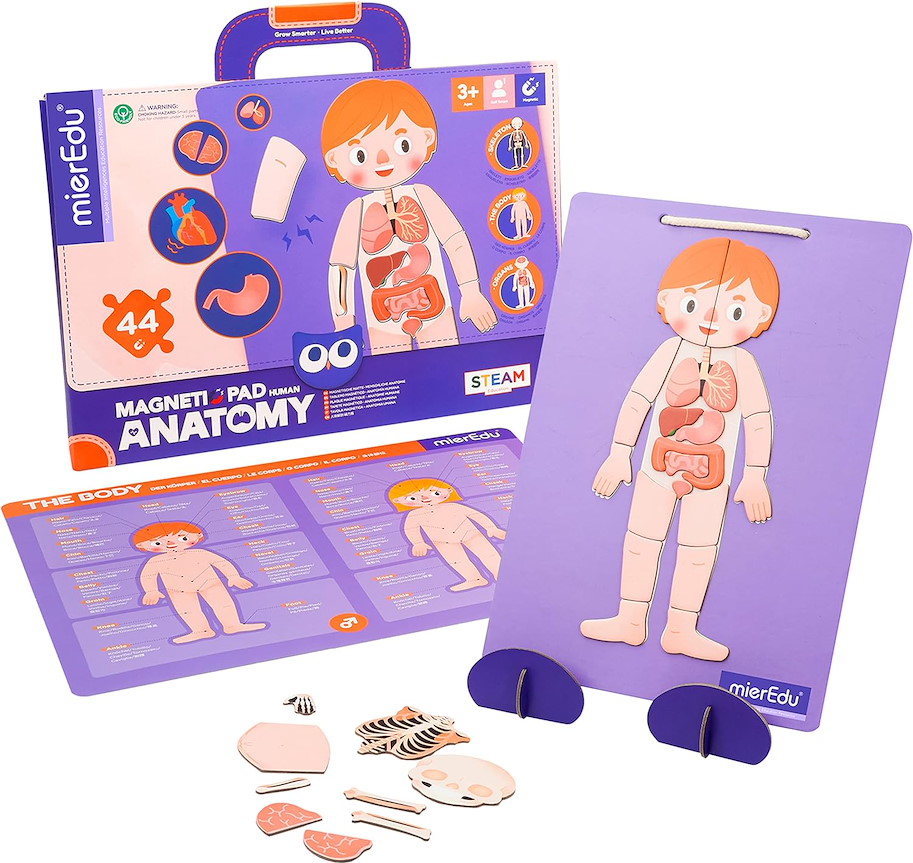 Magnet Pad - Menschliche Anatomie
