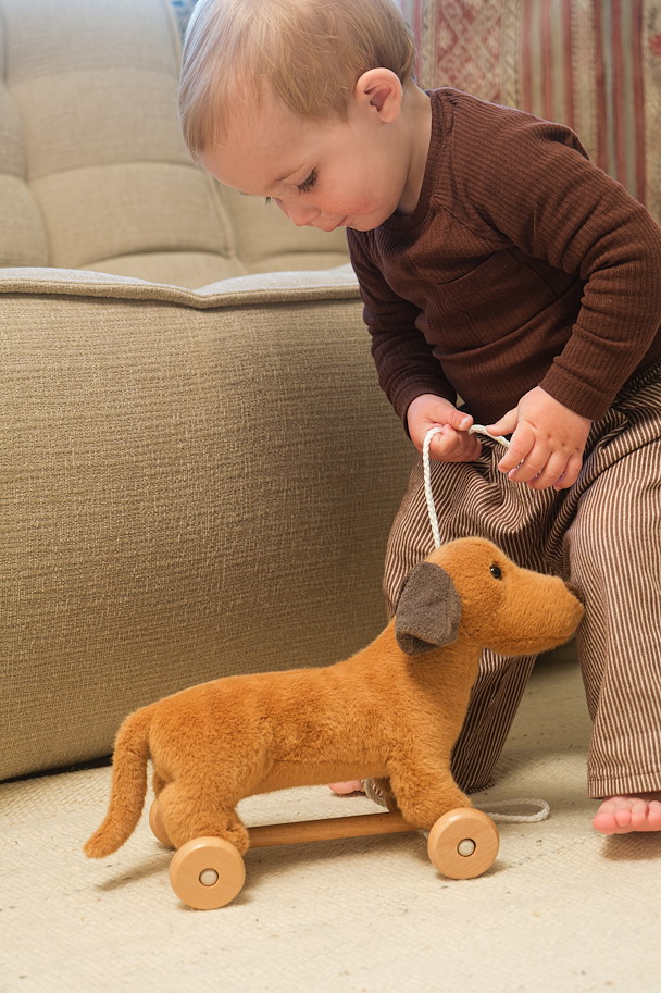 Hund Edward auf Rädern