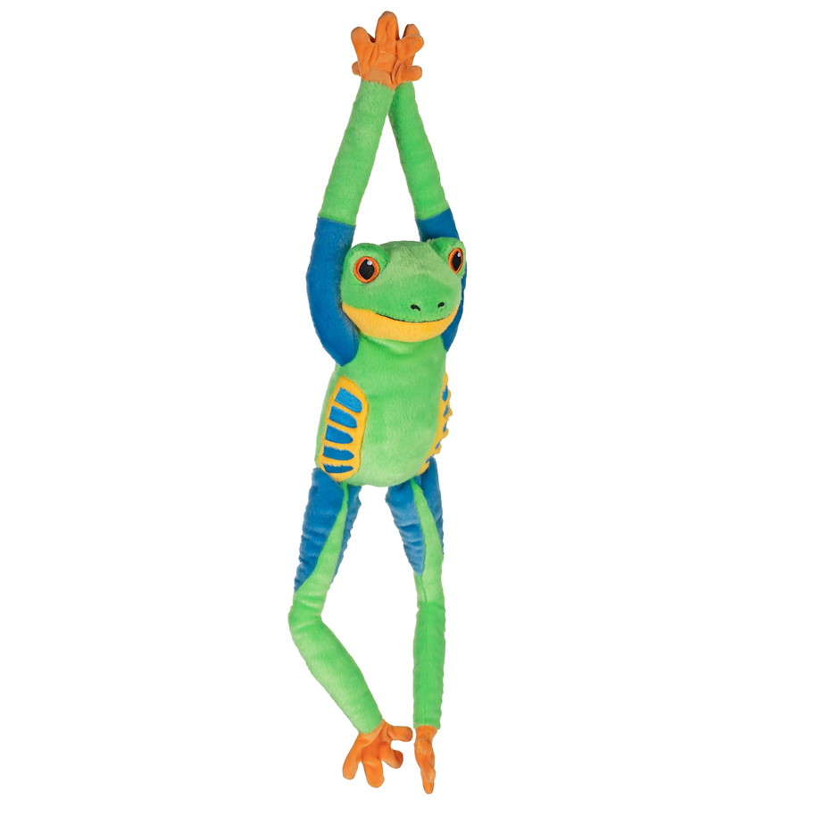 Hängender Rotaugenlaubfrosch